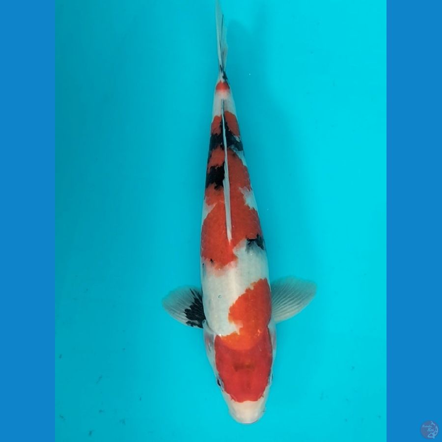 Showa 36cm F
