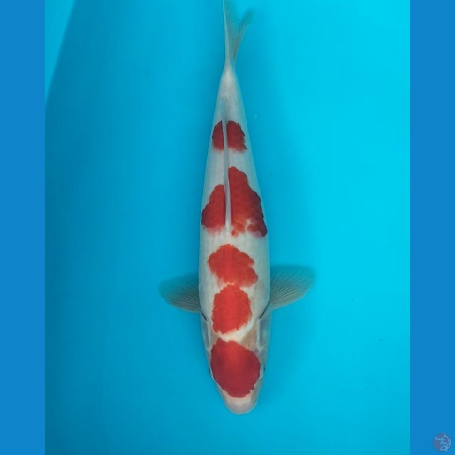 Kohaku 38cm F