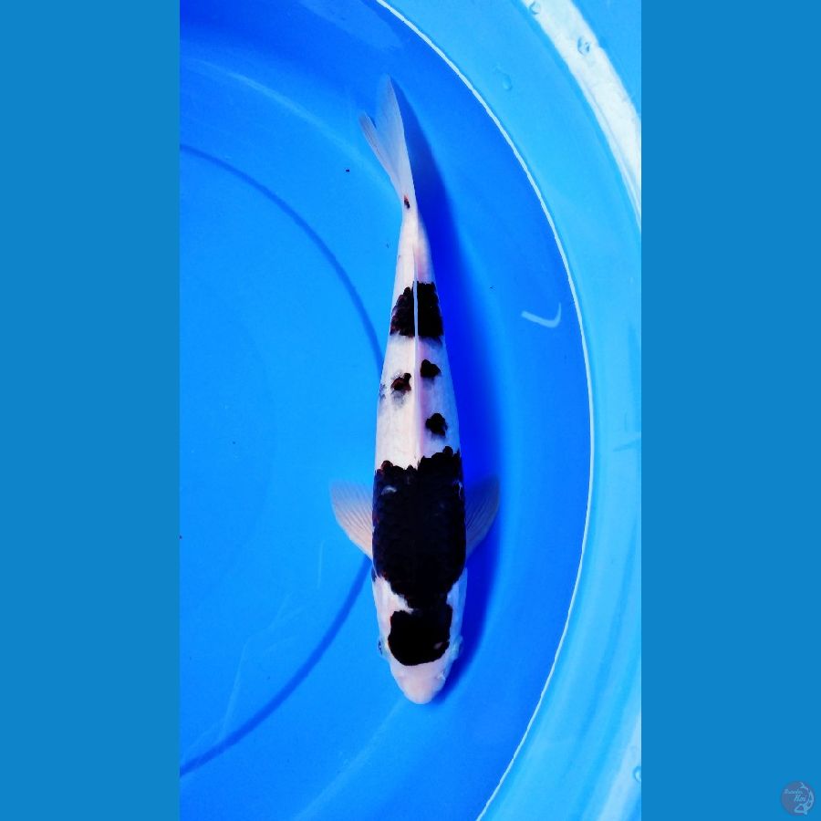 goromo female 35 cm