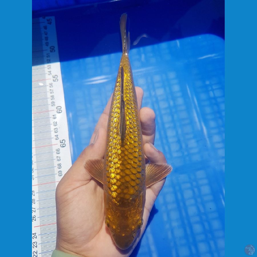 Caramel Ginrin 24 cm