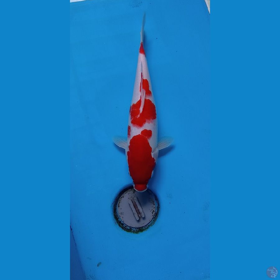 KOHAKU31CM