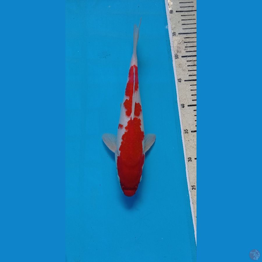 KOHAKU31cm