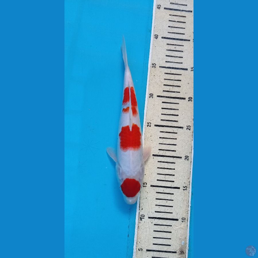 KOHAKU26cm