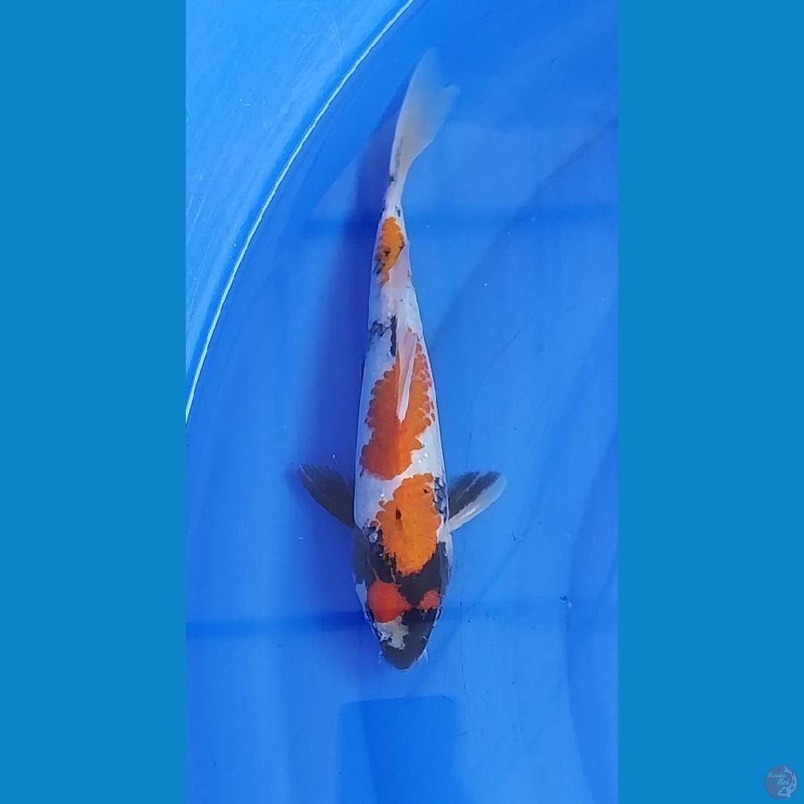 kinsai showa high quality perlu keeping yv bagus 24cm