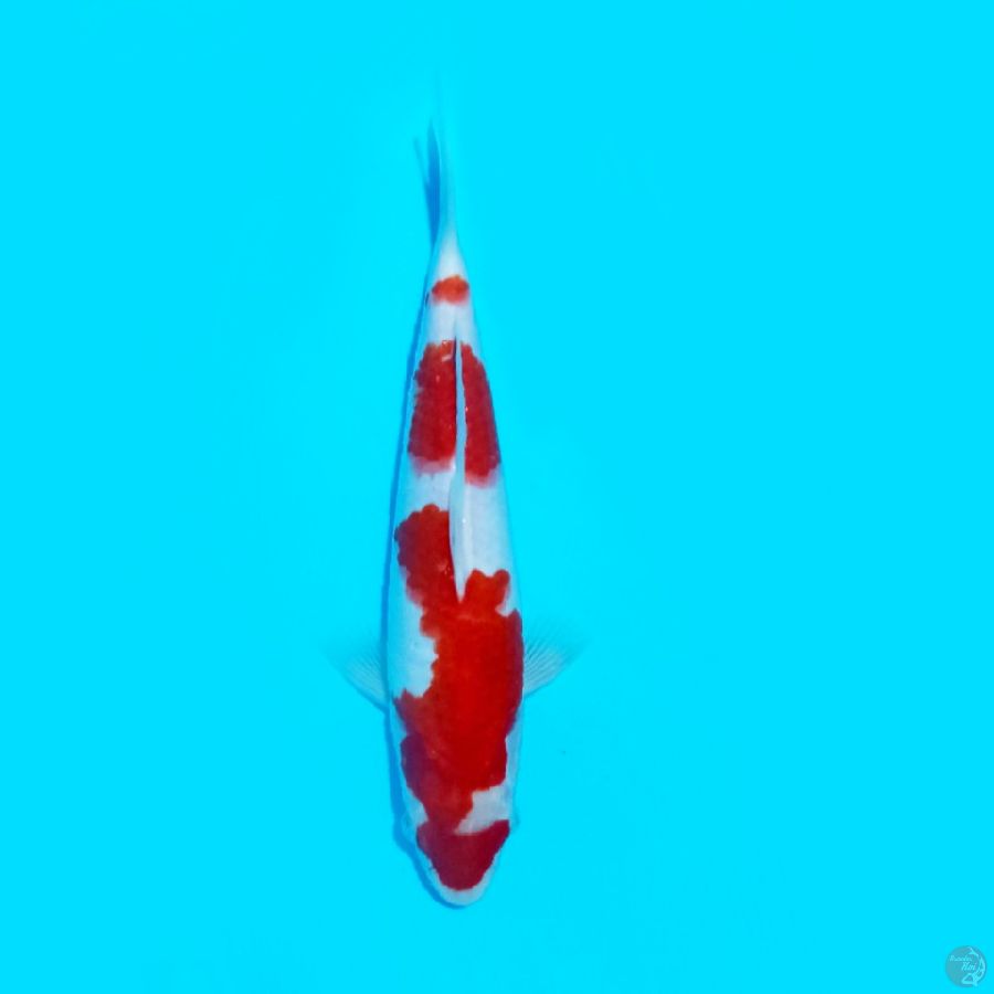 KOHAKU 25.Cm