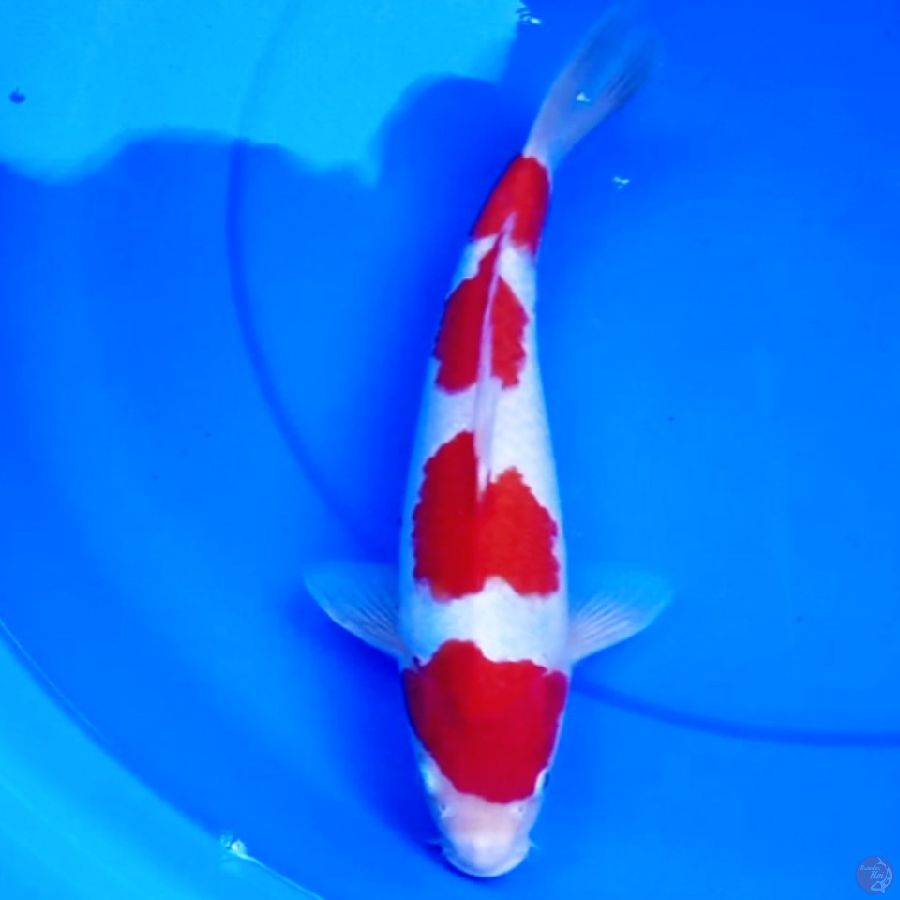 34cm KOHAKU 4STEP