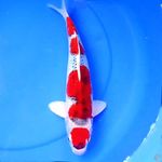 36cm RED KUJAKU HIGH QUALITY