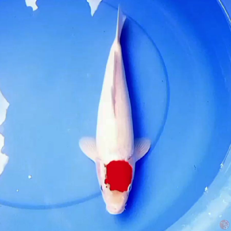 36cm TANCHO SALJU
