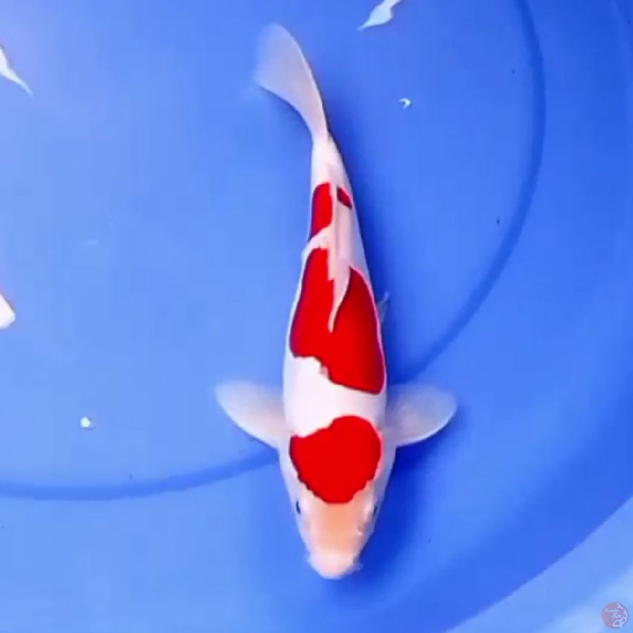 26cm DOITSU KOHAKU 3STEP