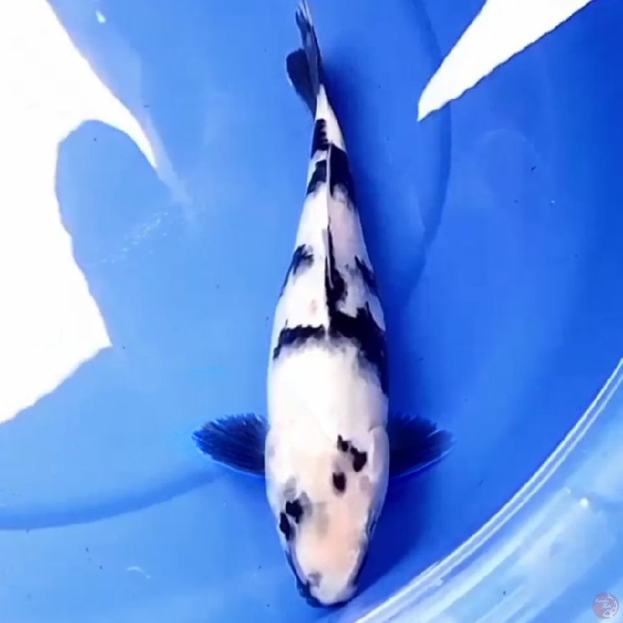 29cm SHIRO JI SHIRO