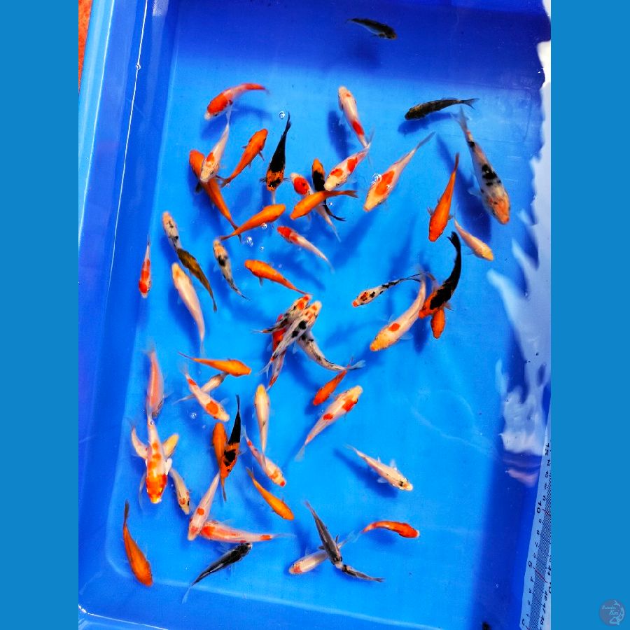 mix koi 5-7cm 50ekor