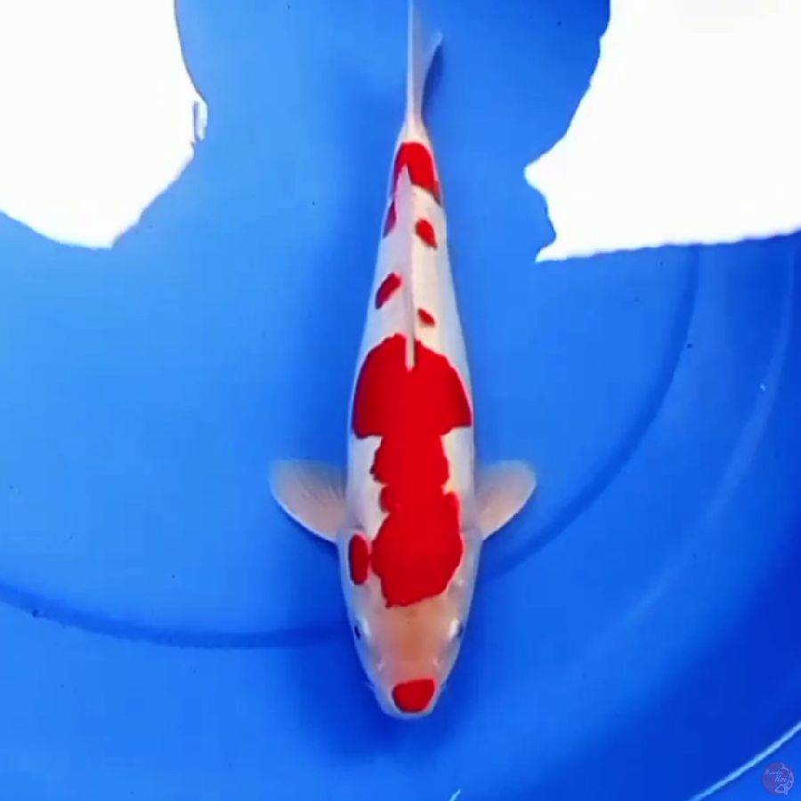 31cm DOITSU KOHAKU RED DEVILS