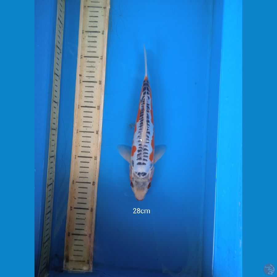 shusui 28cm