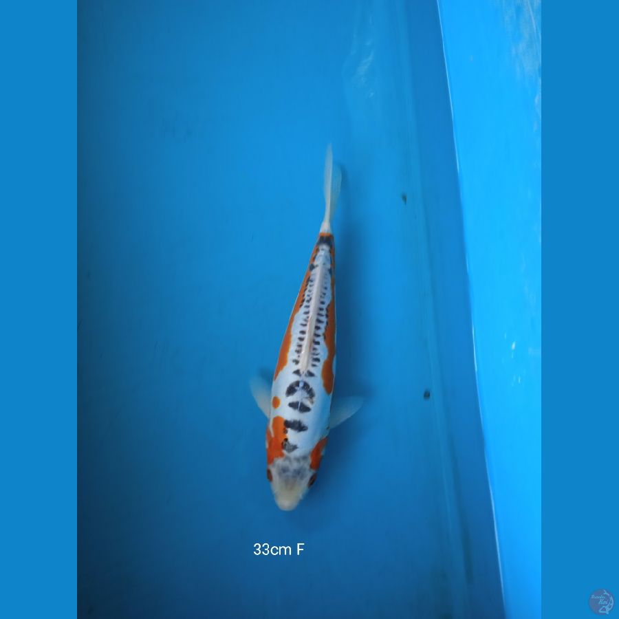 shusui 33cm