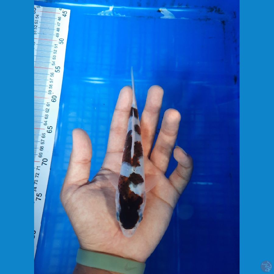 Goromo minion 17 cm
