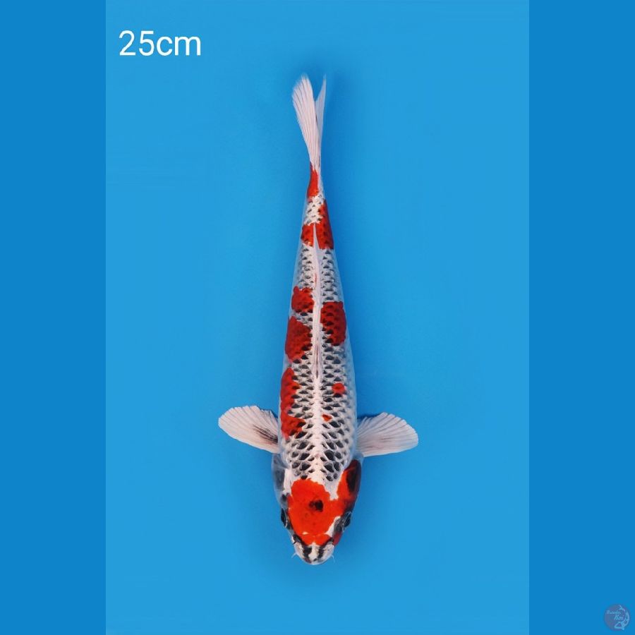 Kujaku 25cm
