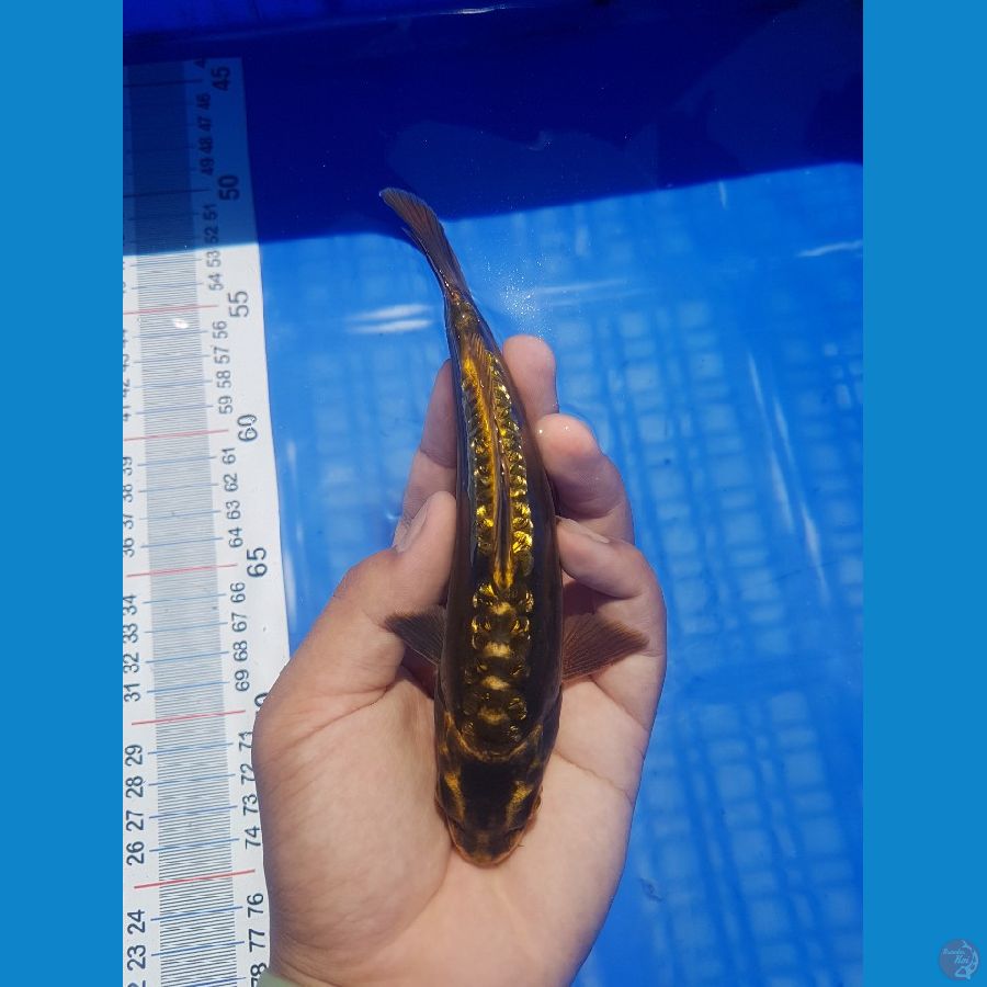 Antik 18 cm