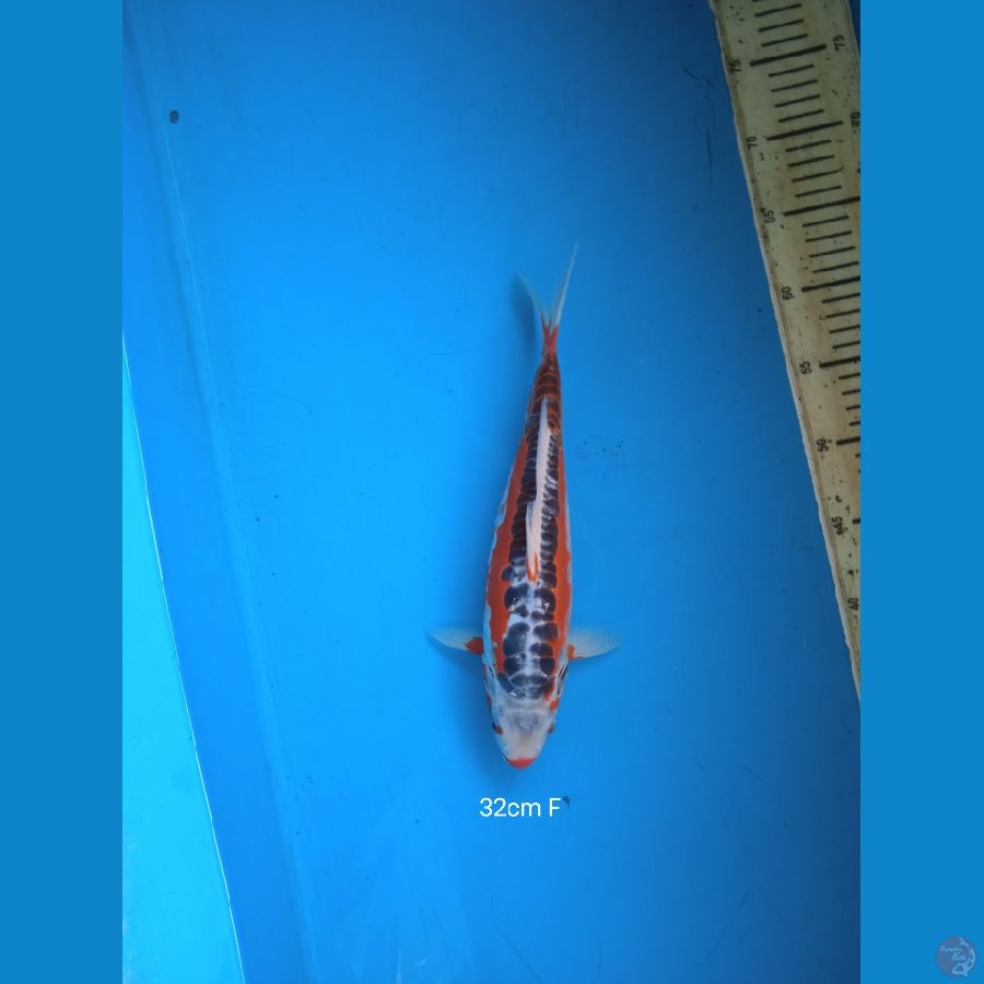 shusui 32cm