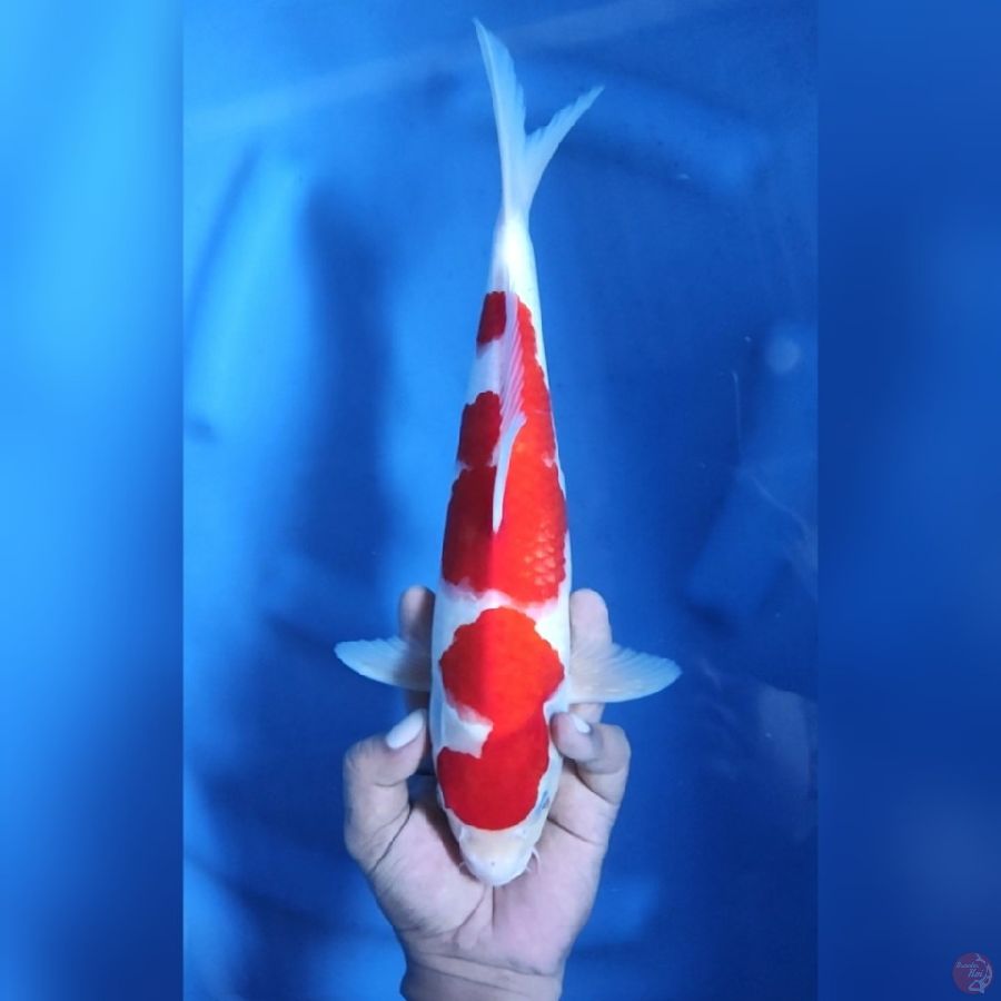 33CM # KOHAKU SUPER STRONG - M