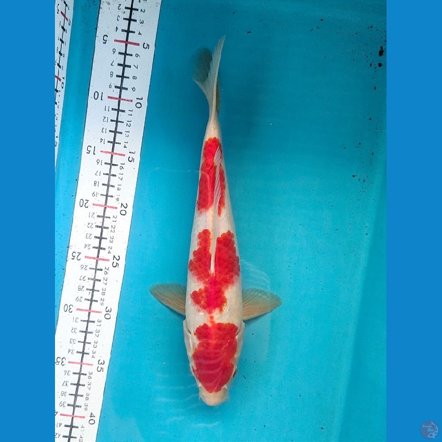 KOHAKU 31CM MALE