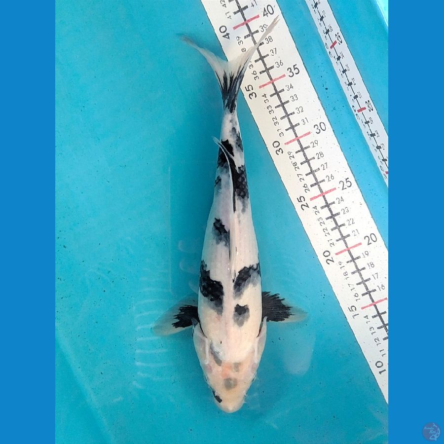 35CM SHIRO FEMALE