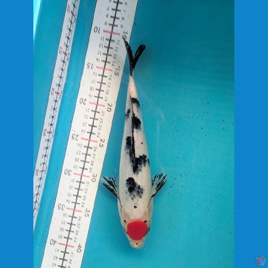 TANCHO SANKE 27CM FEMALE