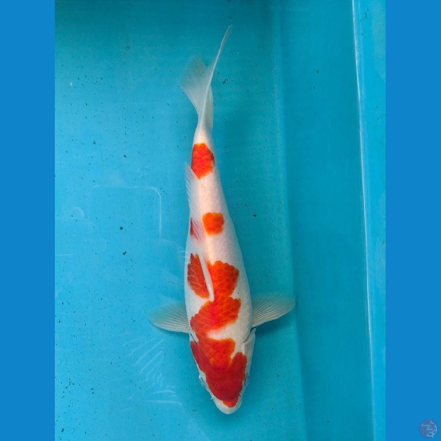 KOHAKU FEMALE 29CM 