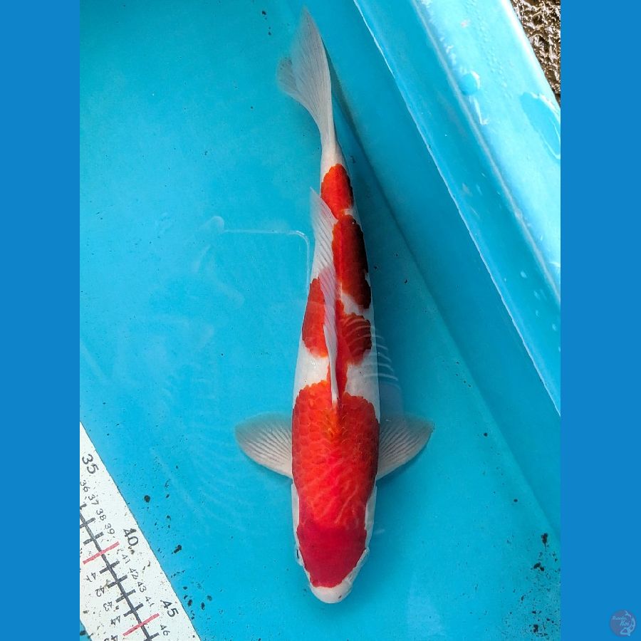 KOHAKU 32CM MALE