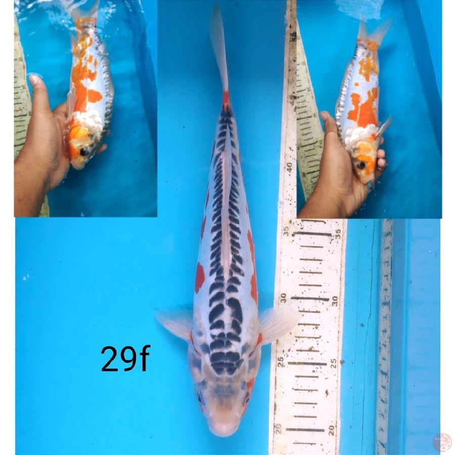 shusui, 29cm female