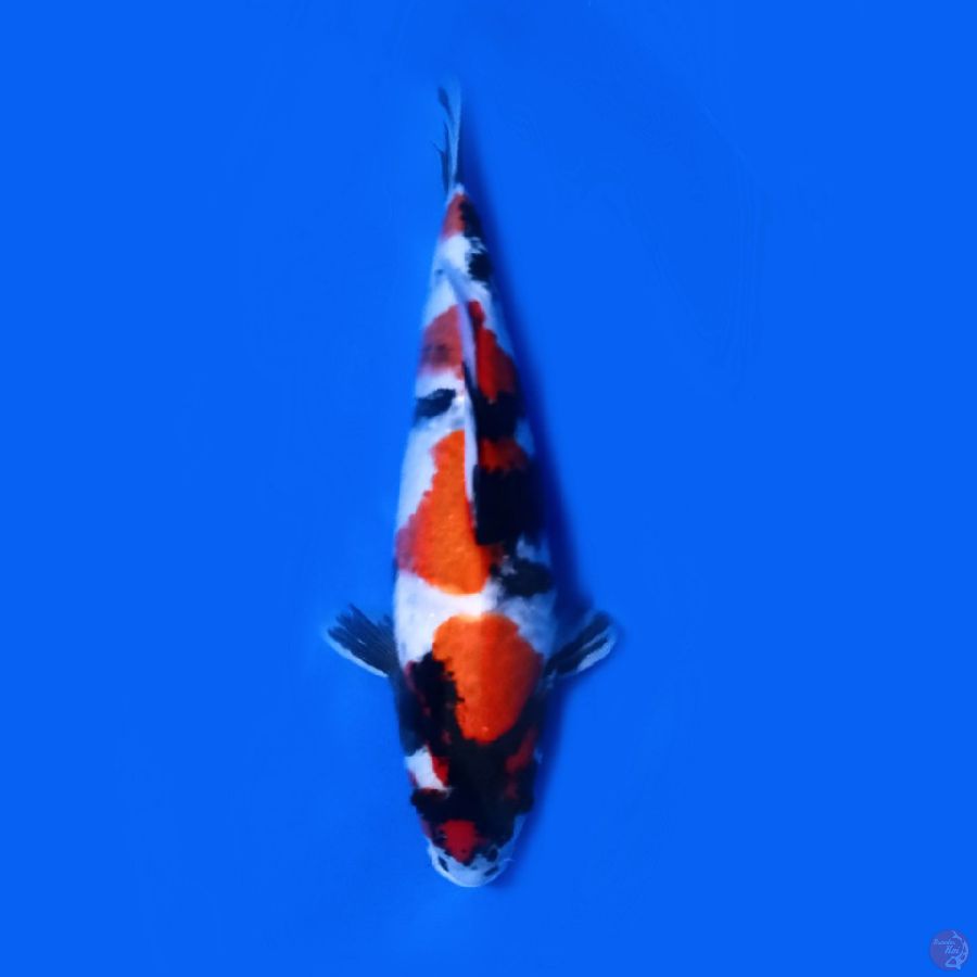 Showa 35.Cm female 