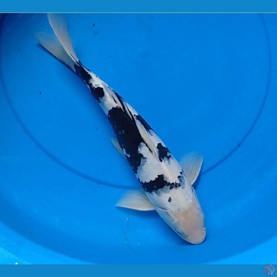 Shiro SQ 37cm Male