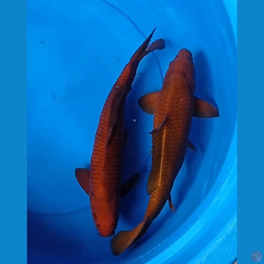 Chagoi Tembaga 36-37cm