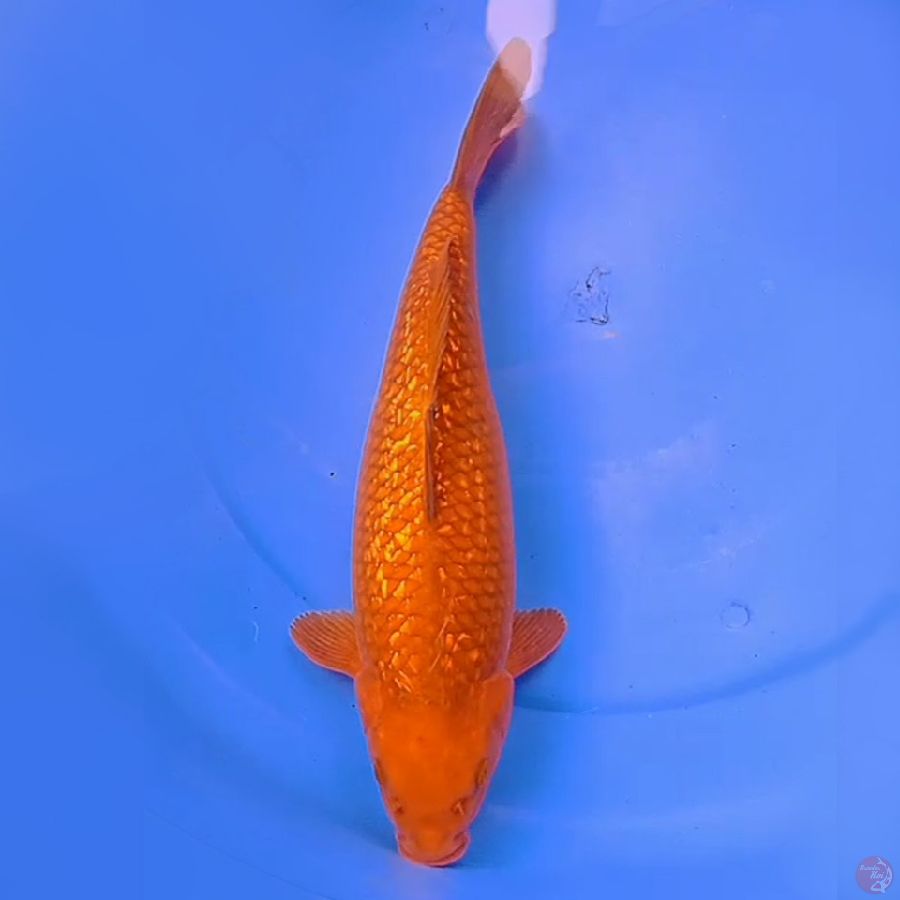 33cm KINGINRIN CHAGOI TEMBAGA