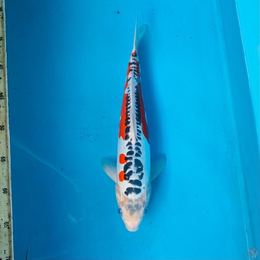 shusui 35cm female