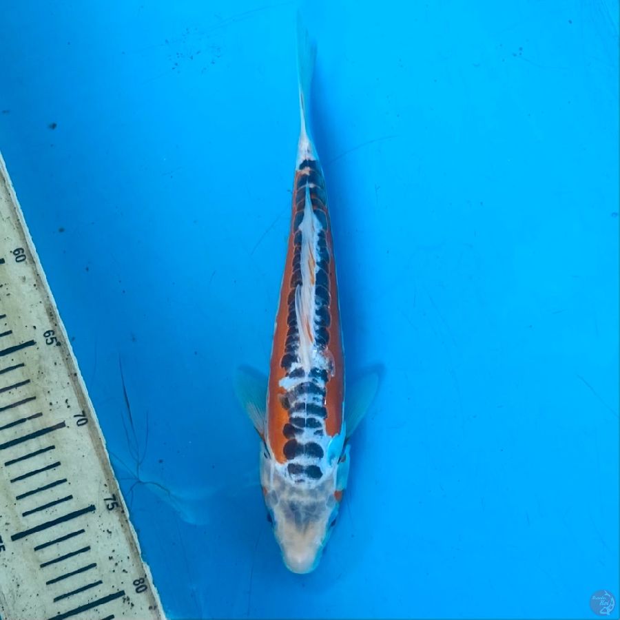 shusui 30cm
