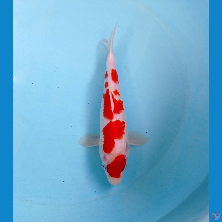 kohaku 20cm 