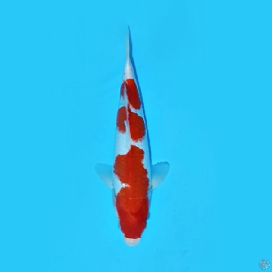 KOHAKU 30.Cm