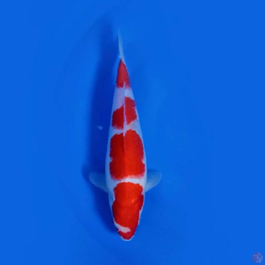KOHAKU 26.Cm
