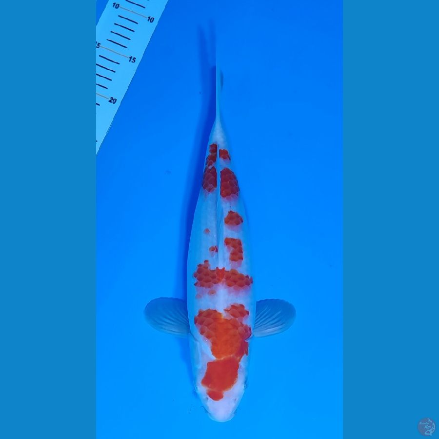 KOHAKU SAKURA BAKAT JUMBO ~35cm/Feemale~