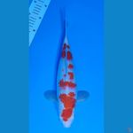 KOHAKU SAKURA BAKAT JUMBO ~35cm/Feemale~