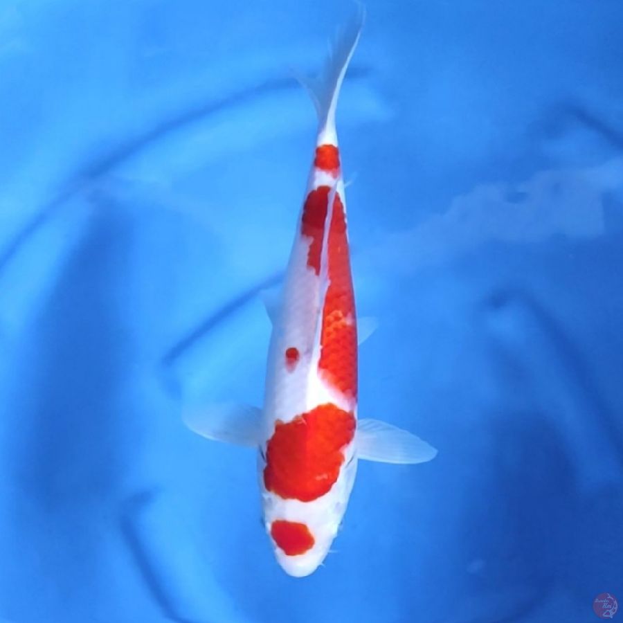 Maruten Kohaku Original 31 cm / Jantan