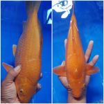 caramel punuk32cm male 