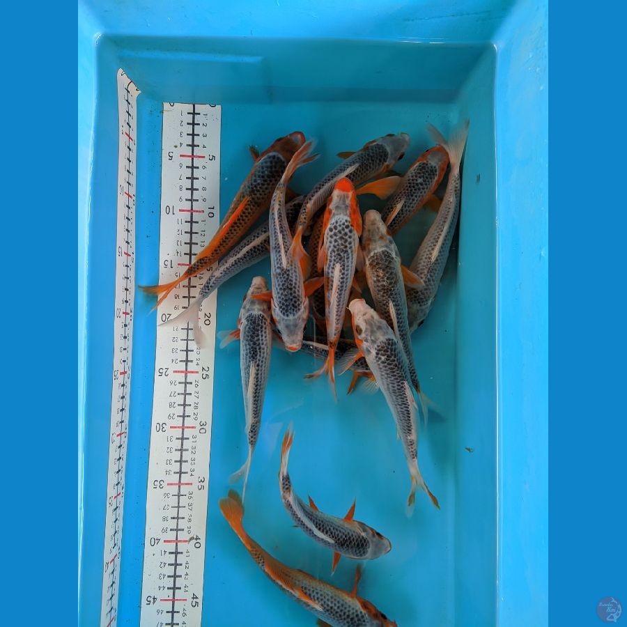 ASAGI 17-21 CM UNCHEK
