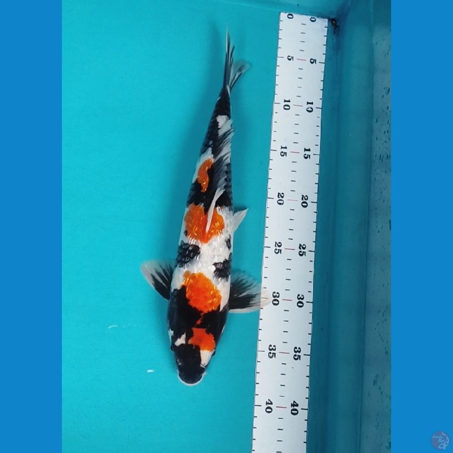 KINDAI SHOWA 33CM MALE