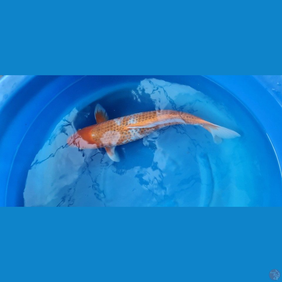 Asagi OOYA Koi Farm