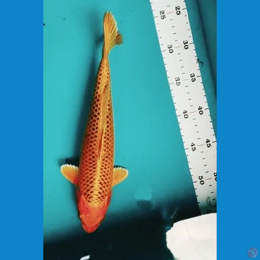 MATSUBA JARING RAPI 30CM MALE