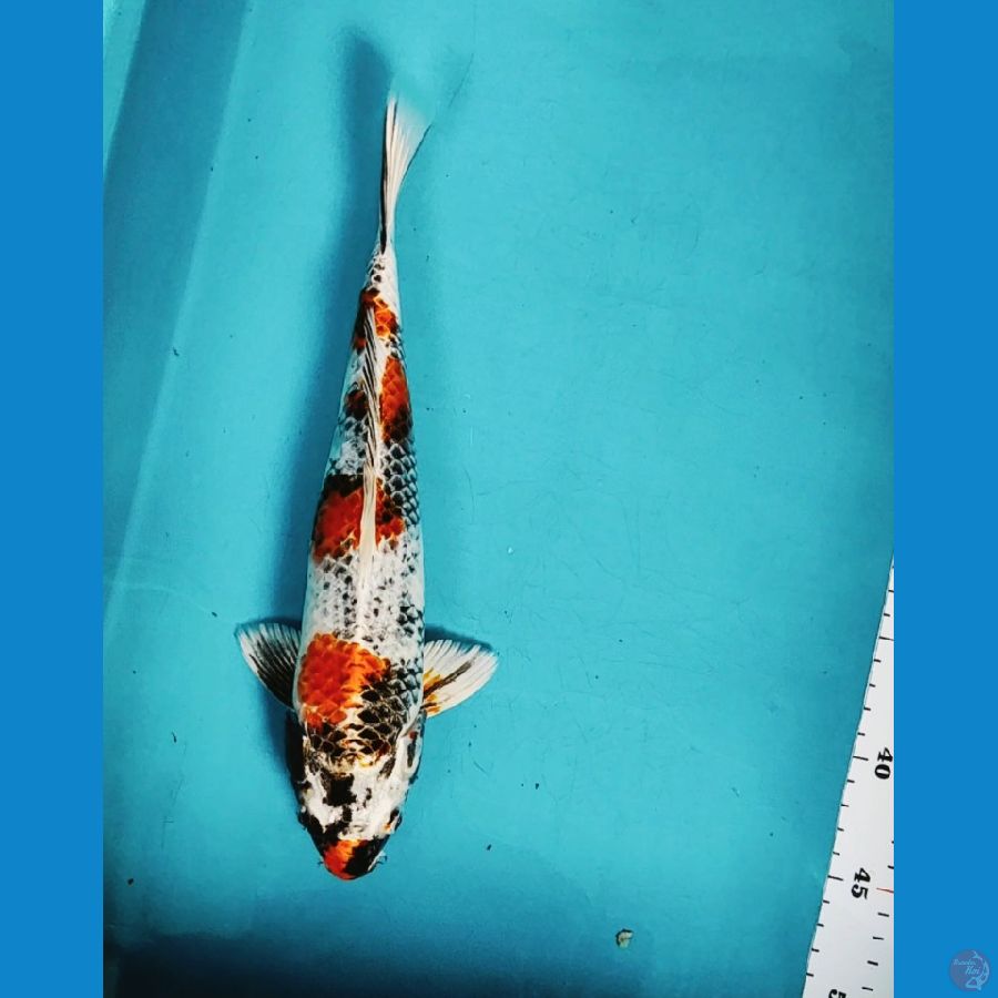 KIN SHOWA 30CM MALE