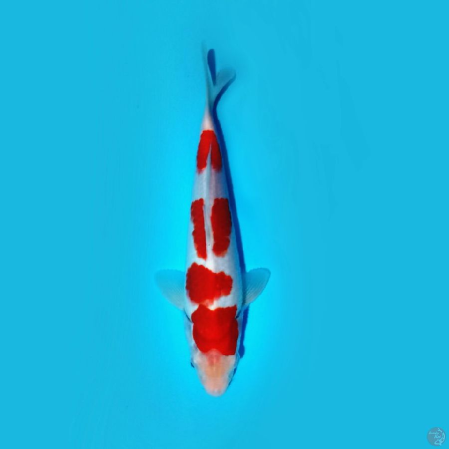 KOHAKU 26.Cm
