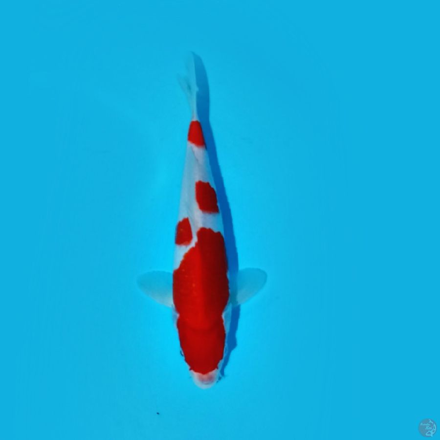 KOHAKU 26.Cm