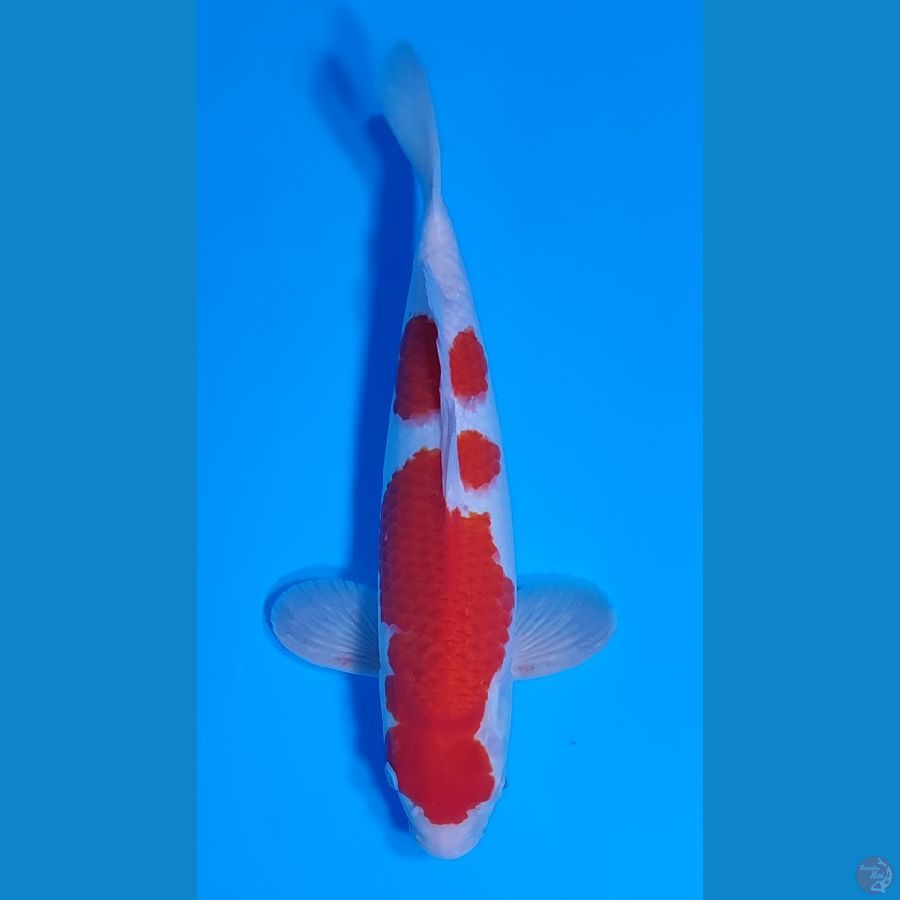 KOHAKU HQ BAKAT JUMBO ~38cm/Male~